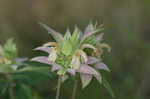 Spotted beebalm